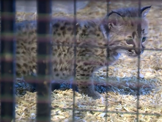 Petting zoo caretaker believes Siberian lynx were stolen